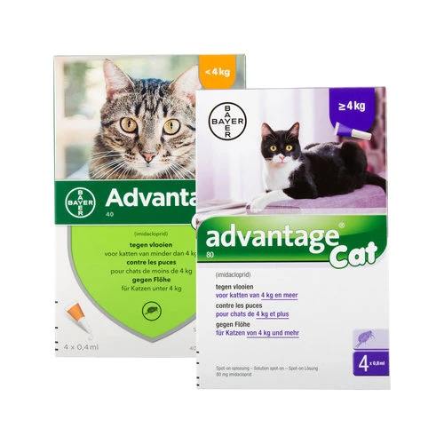 Advantage Katze – Bild 2