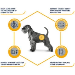 Affinity Advance Veterinary Diets Renal Hund -Tierbedarfsgeschäft affinity advance veterinary diets renal hond 177343 0500 none