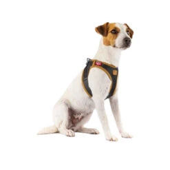 Curli Vegan Apple Leather Geschirr 9 Curli Vegan Apple Leather Geschirr -Tierbedarfsgeschäft curli harnas vegan appelleer 216631 0500 none