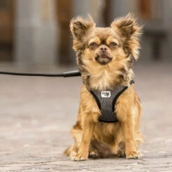 Curli Vest Harness Merino -Tierbedarfsgeschäft curli vest harness merino black 175270 0500 none