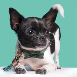 DWAM Halsband Bowie -Tierbedarfsgeschäft dwam bowie halsband 186562 0500 none