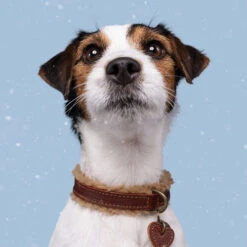 DWAM Halsband Teddy -Tierbedarfsgeschäft dwam halsband teddy 189220 0500 none