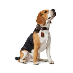 Hunter Halsband Cody 7 Hunter Halsband Cody -Tierbedarfsgeschäft hunter halsband cody 116499 0500 none