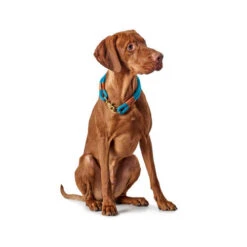 Hunter Halsband Oss 14 Hunter Halsband Oss -Tierbedarfsgeschäft hunter halsband oss 116343 0500 none