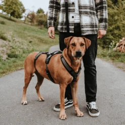 Hunter Sicherheitsgeschirr Maldon -Tierbedarfsgeschäft hunter veiligheidsharnas maldon 221547 0500 none