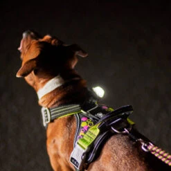 Hurtta - Geschirr Weekend Warrior - Neon Licorice -Tierbedarfsgeschäft hurtta weekend warrior harnas neon licorice 216597 0500 none