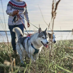 Hurtta - Geschirr Weekend Warrior Winter - Bilberry -Tierbedarfsgeschäft hurtta weekend warrior winter harnas bilberry 216605 0500 none