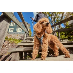 Hurtta Razzle Dazzle Y-Harness - Blackberry -Tierbedarfsgeschäft hurtta razzle dazzle harness blackberry 175972 0500 none