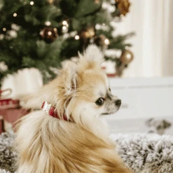 Kentucky Dogwear Corduroy Hundehalsband -Tierbedarfsgeschäft kentucky dogwear corduroy hondenhalsband 219200 0500 none