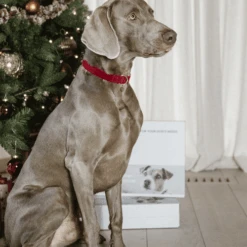 Kentucky Dogwear Corduroy Hundehalsband -Tierbedarfsgeschäft kentucky dogwear corduroy hondenhalsband 219201 0500 none