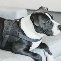 Kentucky Dogwear Hundegeschirr Body Safe Wool -Tierbedarfsgeschäft kentucky dogwear hondenharnas body safe wool 219215 0500 none