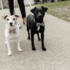 Kentucky Dogwear Fliege Samt -Tierbedarfsgeschäft kentucky dogwear hondenstrikje velvet 219174 0500 none