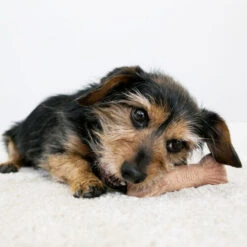 KONG ChewStix Ultra Stick -Tierbedarfsgeschäft kong chewstix ultra stick 180856 0500 none