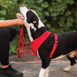 KONG Comfort Harness -Tierbedarfsgeschäft kong comfort harness zwart 178771 0500 none