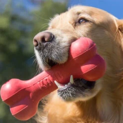 KONG Goodie Bone -Tierbedarfsgeschäft kong goodie bone 194186 0500 none