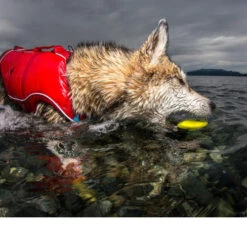 Kurgo Skipping Stones 13 Kurgo Skipping Stones -Tierbedarfsgeschäft kurgo skipping stones 99608 0500 none