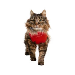 Medical Pet Shirt Katze -Tierbedarfsgeschäft medical pet shirt kat 167404 0500 none
