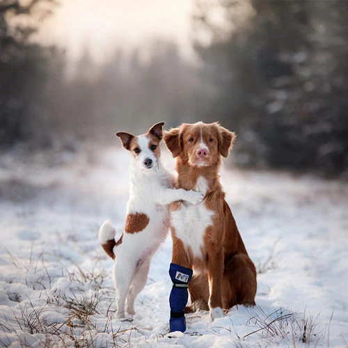 Medical Pet Shirt Boot 10 Medical Pet Shirt Boot – Bild 8