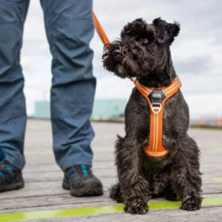 DOG Copenhagen Comfort Walk Air Geschirr -Tierbedarfsgeschäft prod 15939 220308 0500 none