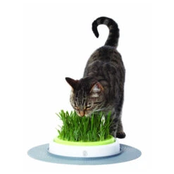 Catit Senses Katzengrassamenset -Tierbedarfsgeschäft product catit senses grass garden none 4 1465980270 69885