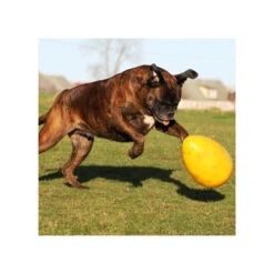 Jolly Egg -Tierbedarfsgeschäft product jolly egg none 4 1496839893 86965