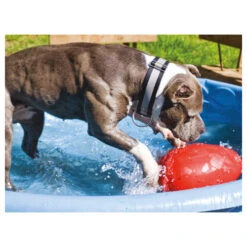 Jolly Egg -Tierbedarfsgeschäft product jolly egg none 4 1496839894 86968