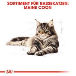 Royal Canin Maine Coon Adult Wet - Katzenfutter 12 Royal Canin Maine Coon Adult Wet - Katzenfutter -Tierbedarfsgeschäft royal canin maine coon adult wet kattenvoer 126014 0500 none