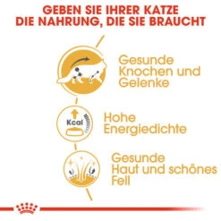 Royal Canin Maine Coon Adult Wet - Katzenfutter 10 Royal Canin Maine Coon Adult Wet - Katzenfutter -Tierbedarfsgeschäft royal canin maine coon adult wet kattenvoer 126026 0500 none