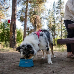 Ruffwear Bivy Bowl -Tierbedarfsgeschäft ruffwear bivy bowl 204698 0500 none