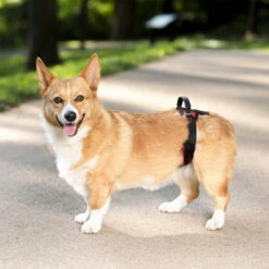 PetSafe Carelift - Tragesystem / Tragegeschirr Für Hunde -Tierbedarfsgeschäft solvit carelift draagsysteem voor de hond 163711 0500 none