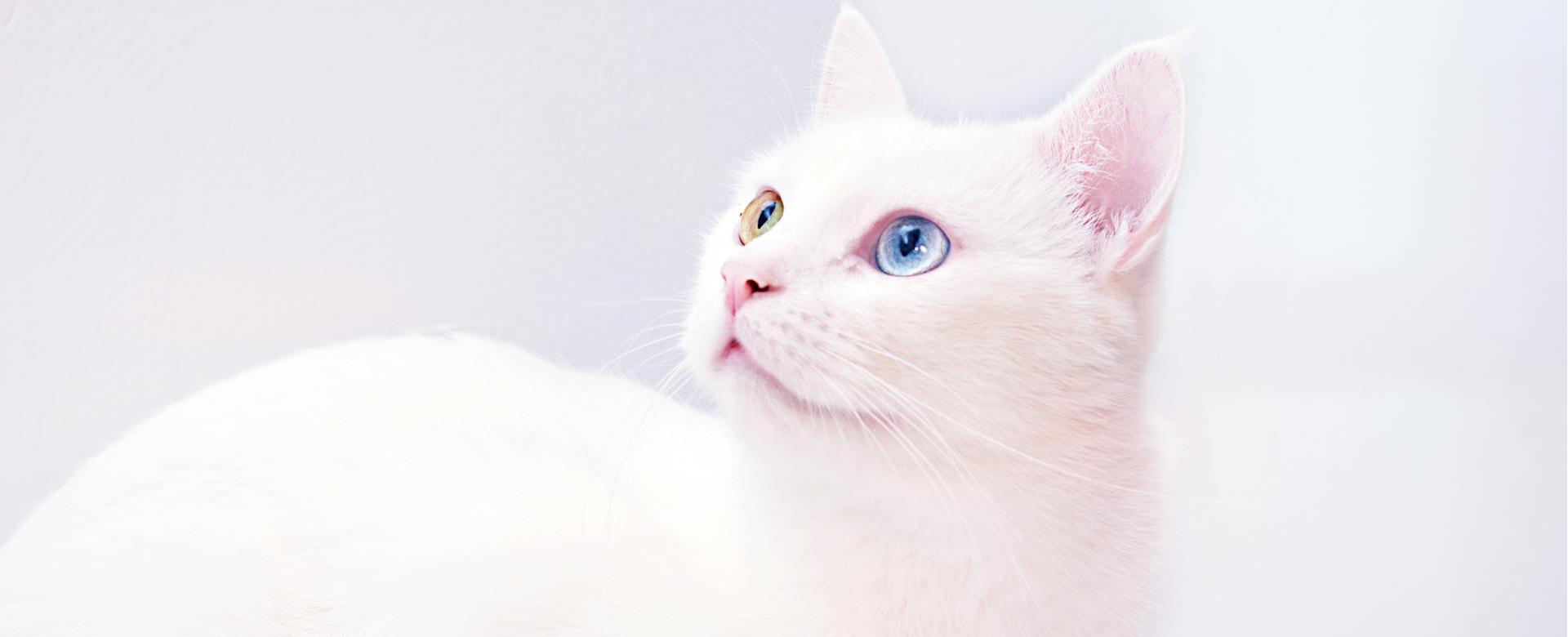 Tierbedarfsgeschäft -Tierbedarfsgeschäft pexels didsss 1366996